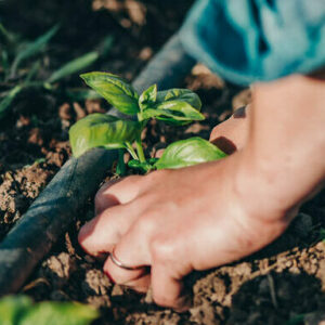 hand planting small sprig of basil