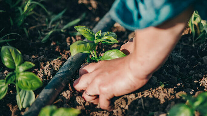hand planting small sprig of basil
