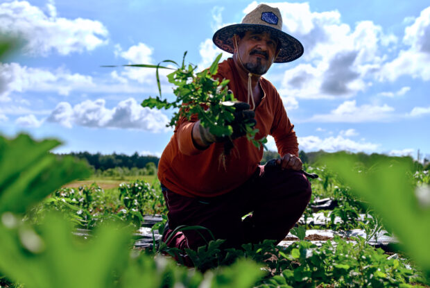 Farmer harvesting fresh veggies.