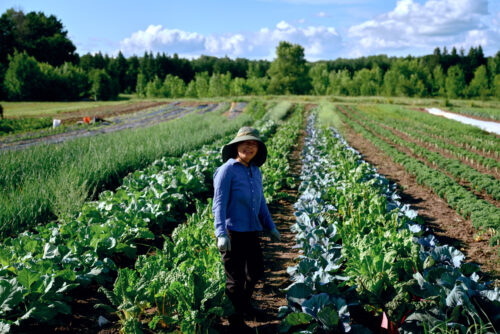 Image for Harnessing The Power of Local Food