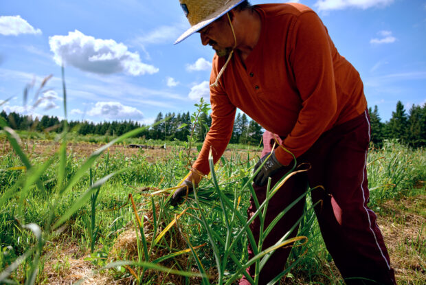 farmer tends to crops at Big River Farms