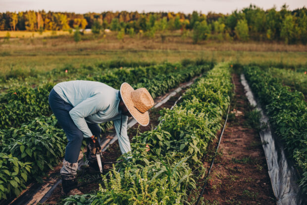 A farmer in The Food Group's farmed education program tends to crops in their independent plot at Big River Farms
