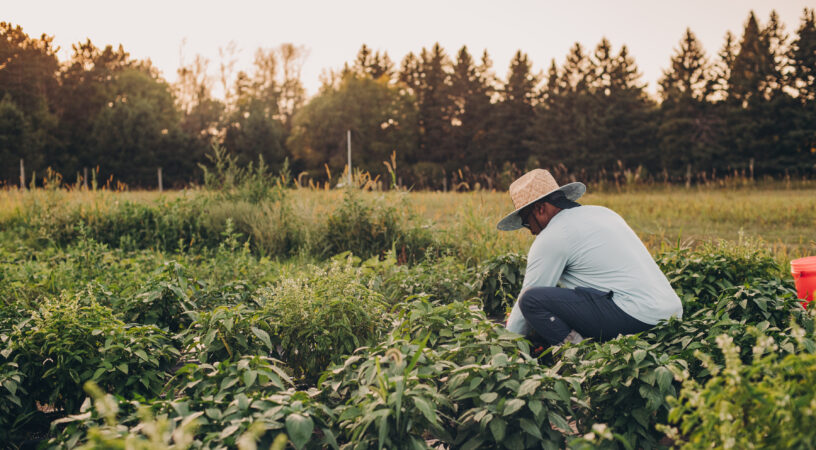 Farmer tending to crops at Big River Farms.