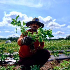 Farmer weeding his plot of land at Big River Farms.