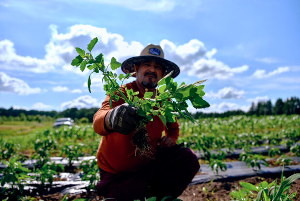 Farmer weeding his plot of land at Big River Farms.