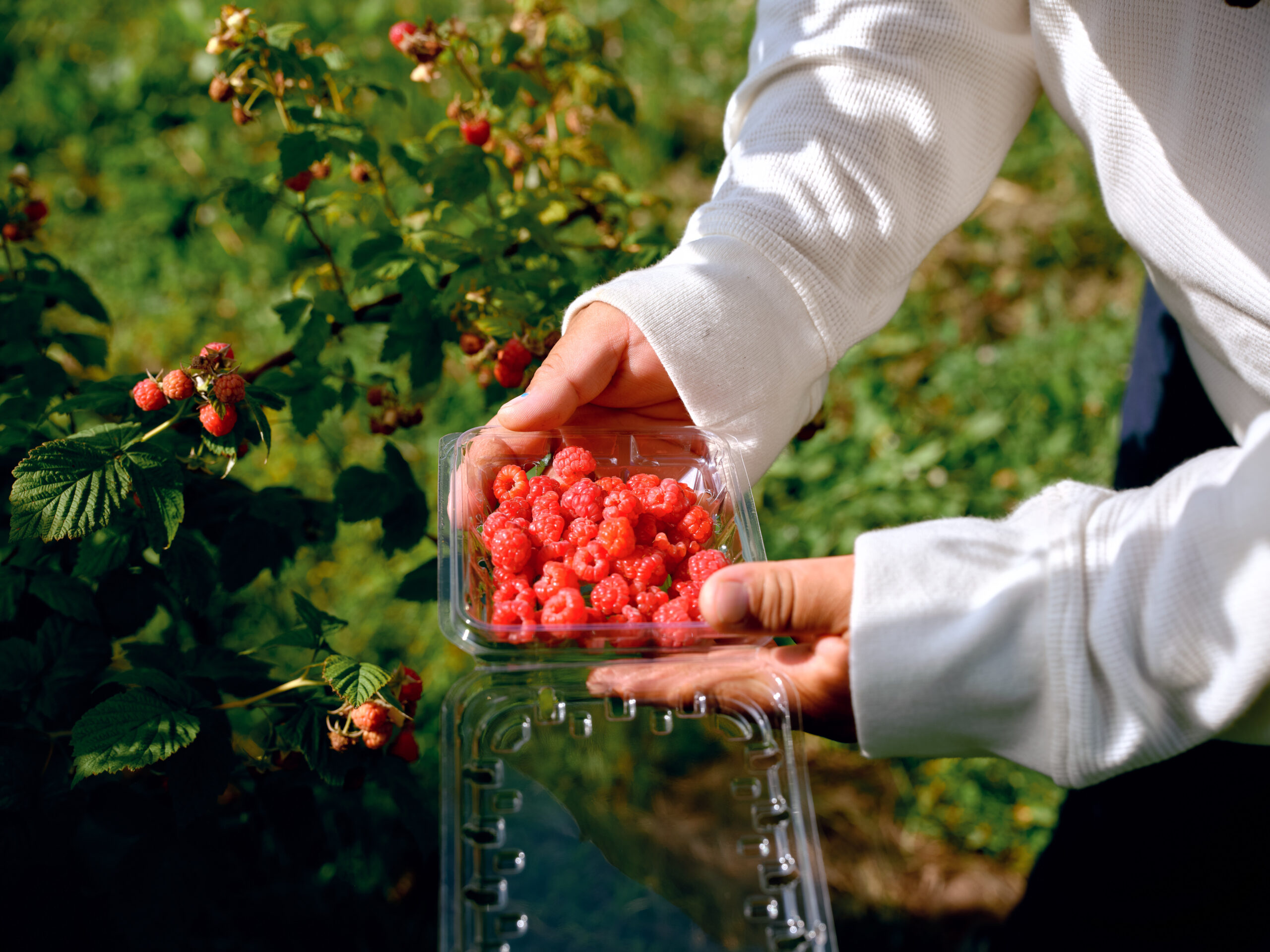 Farmer holding raspberries.