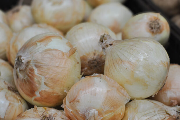 Closer up picture of onions at a food shelf.