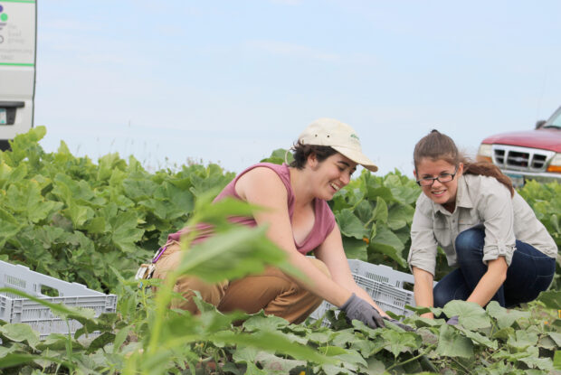 A group of volunteers gleans produce from a field