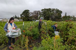 Image for How Our Gleaning Program Reclaims Fresh Produce for Minnesota Families