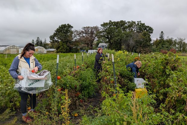 Image for How Our Gleaning Program Reclaims Fresh Produce for Minnesota Families